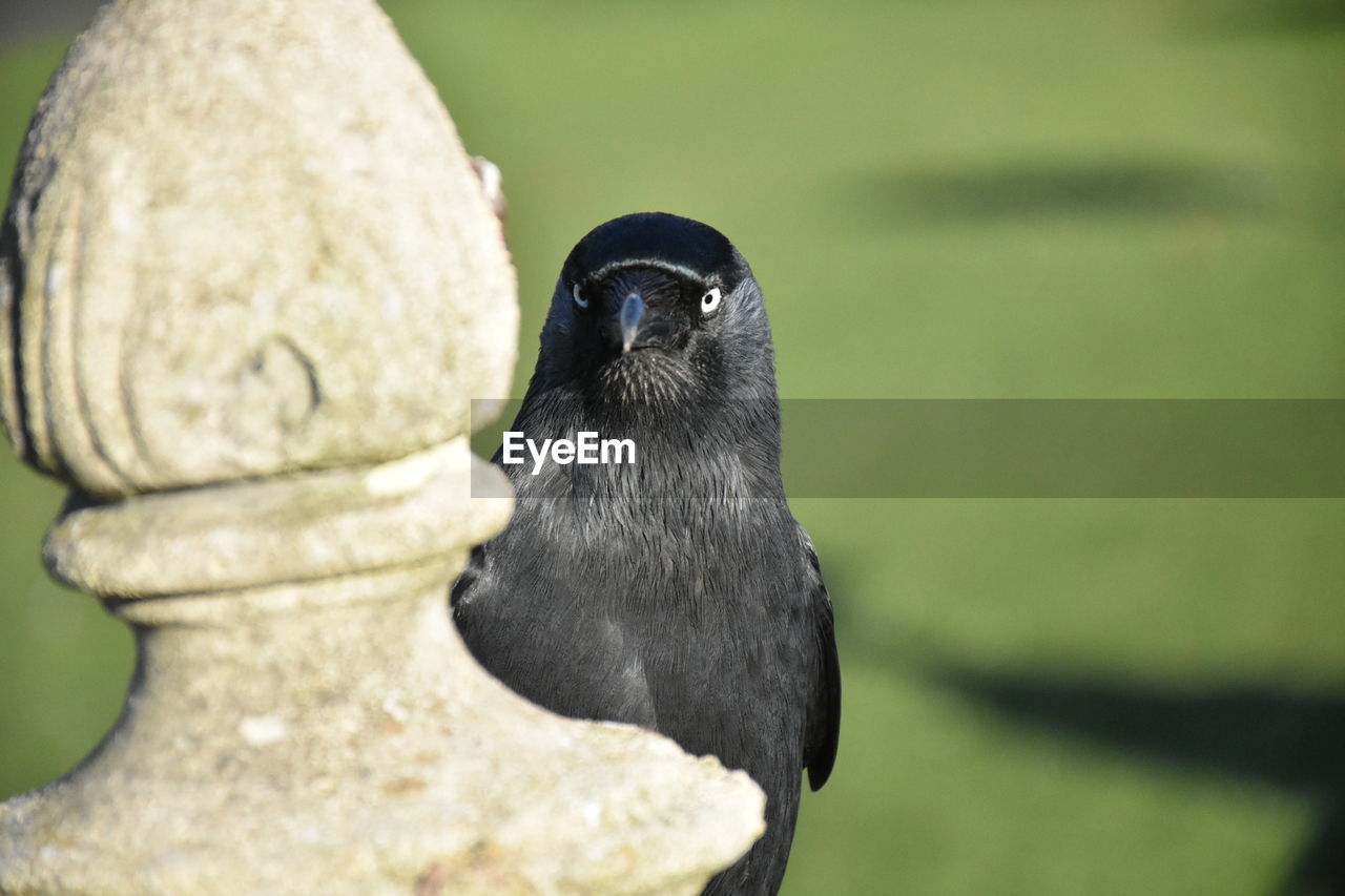 CLOSE-UP OF SPARROW PERCHING ON ROCK