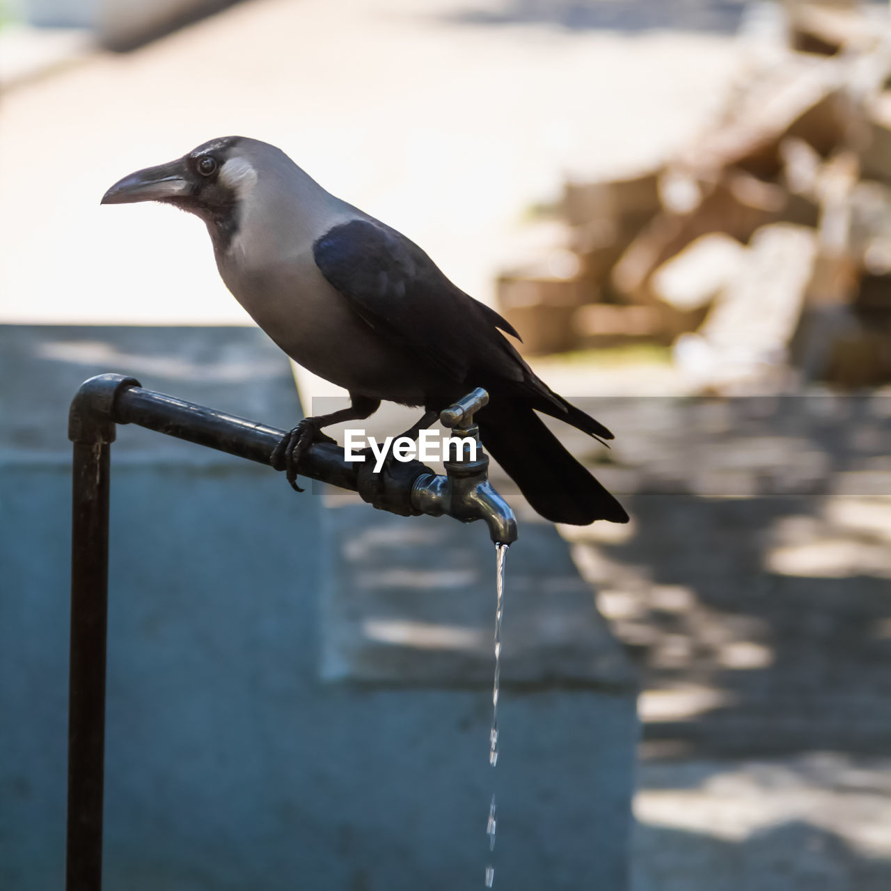 Close-up of crow perching on faucet