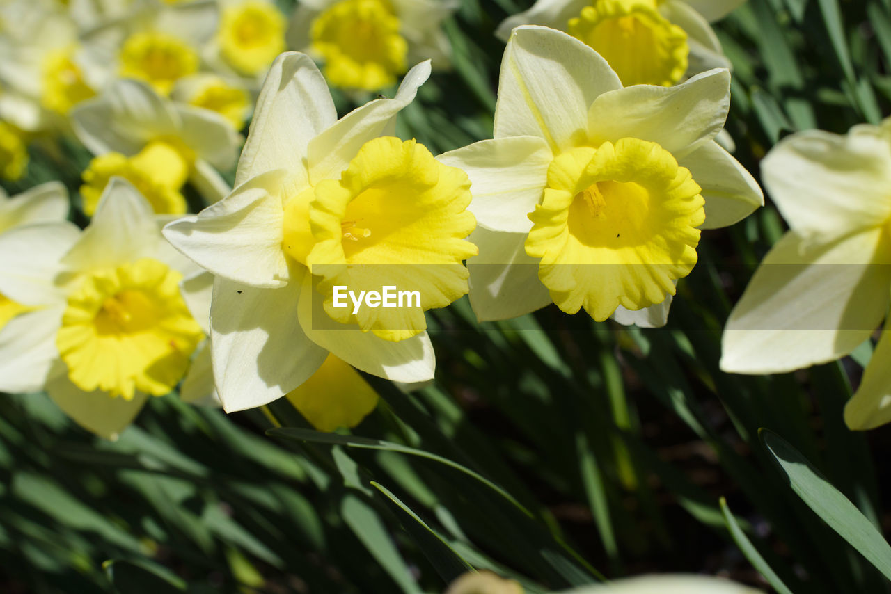 CLOSE-UP OF YELLOW FLOWERS GROWING OUTDOORS