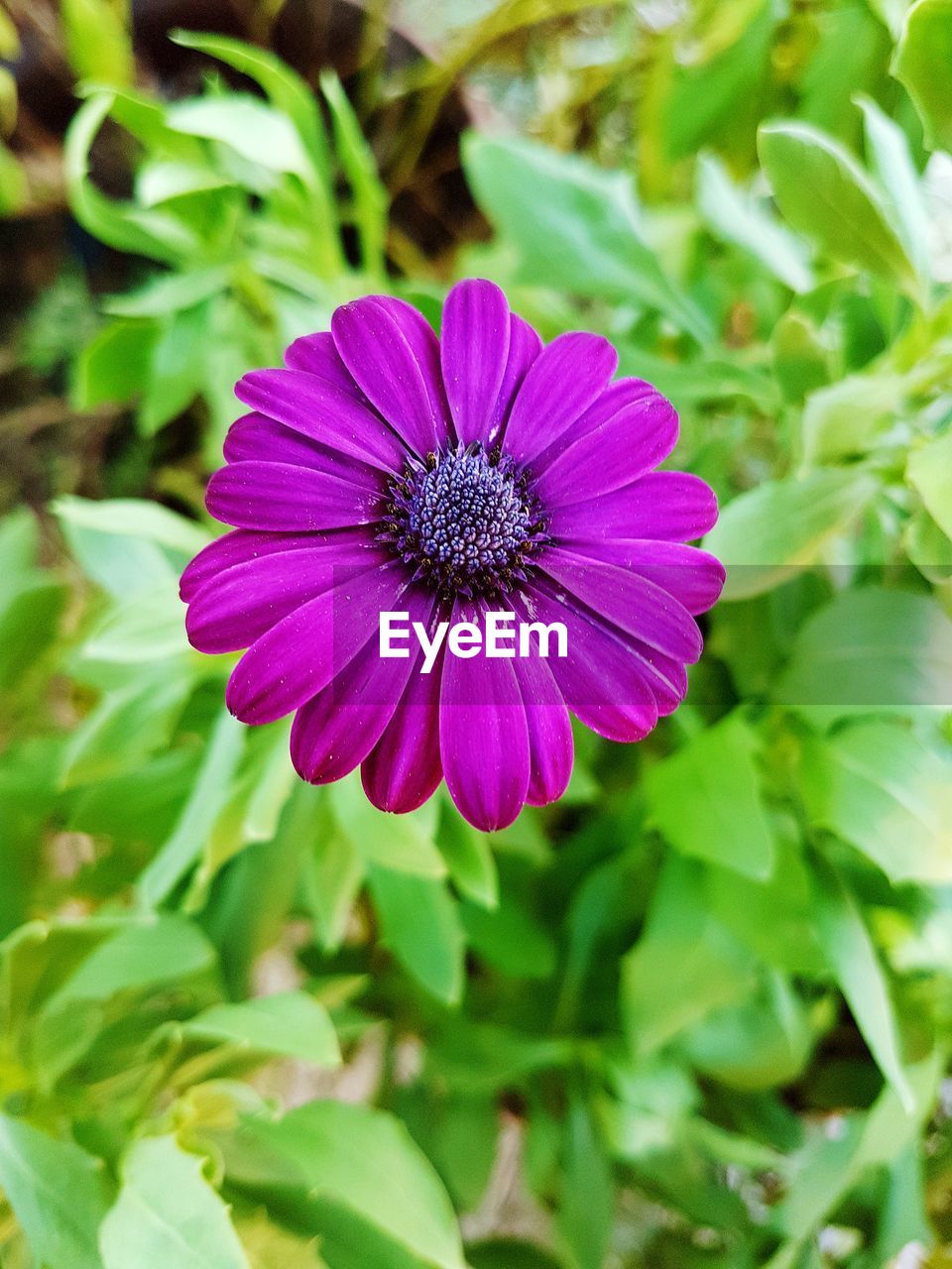 CLOSE-UP OF FRESH PURPLE FLOWER BLOOMING OUTDOORS