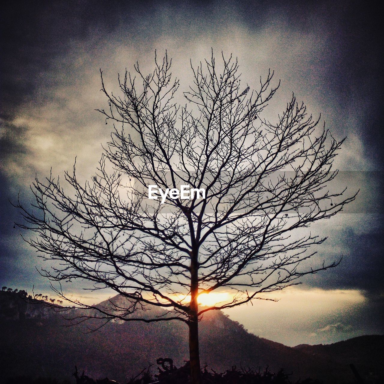 SILHOUETTE OF BARE TREE AGAINST SKY