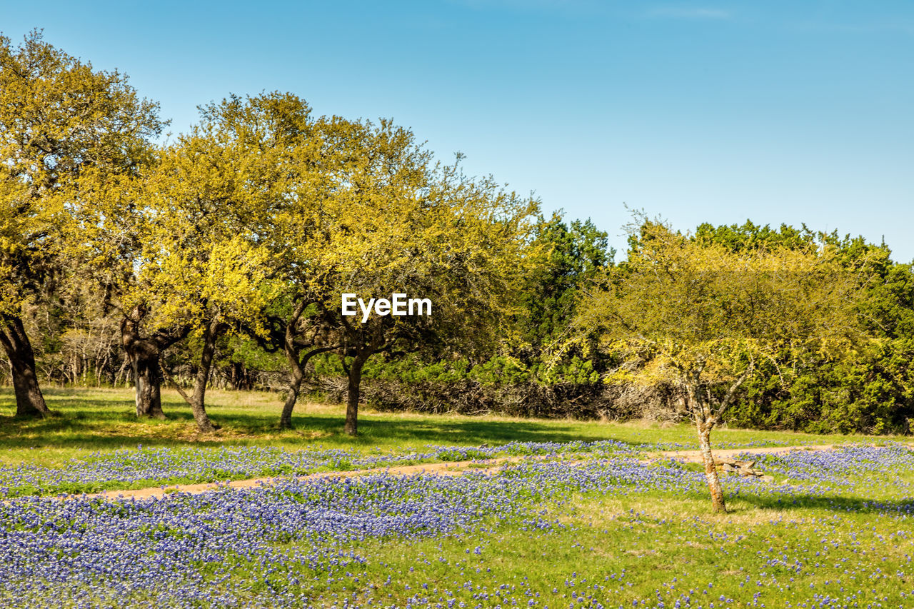 Blue bonnet meadow in the texas hill country in springtime 