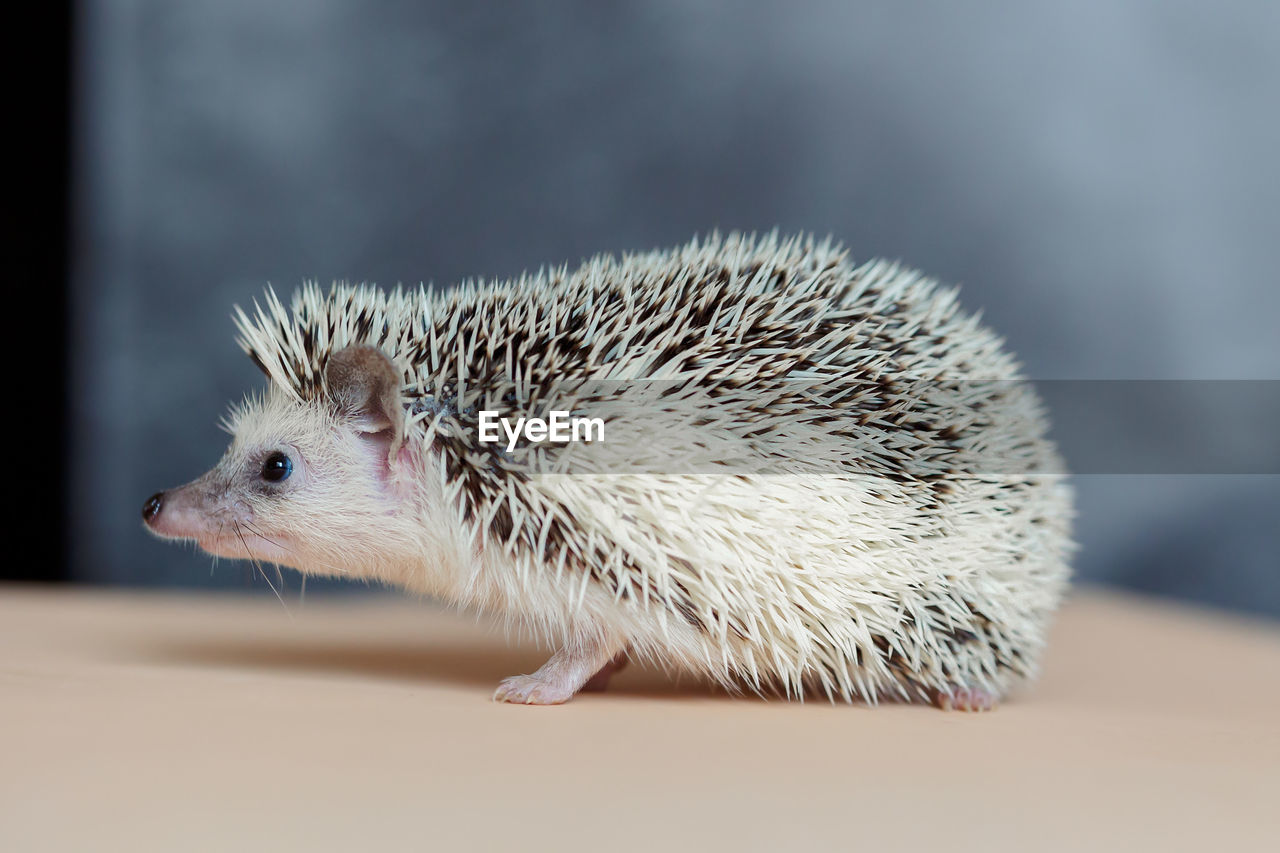 Cute hedgehog. portrait of pretty curious muzzle of animal. favorite pets. atelerix, african 