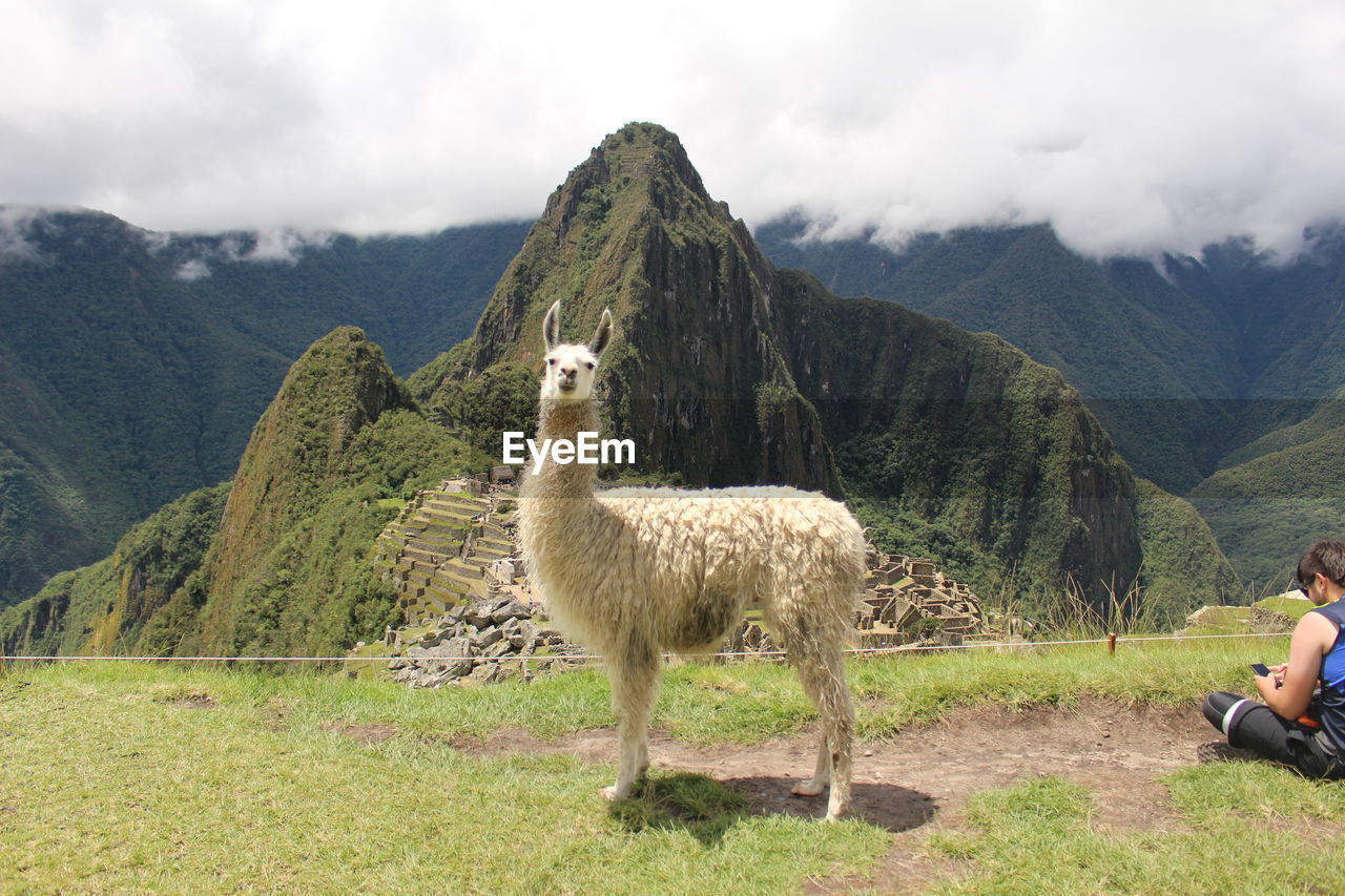 SHEEP ON LANDSCAPE AGAINST MOUNTAIN RANGE