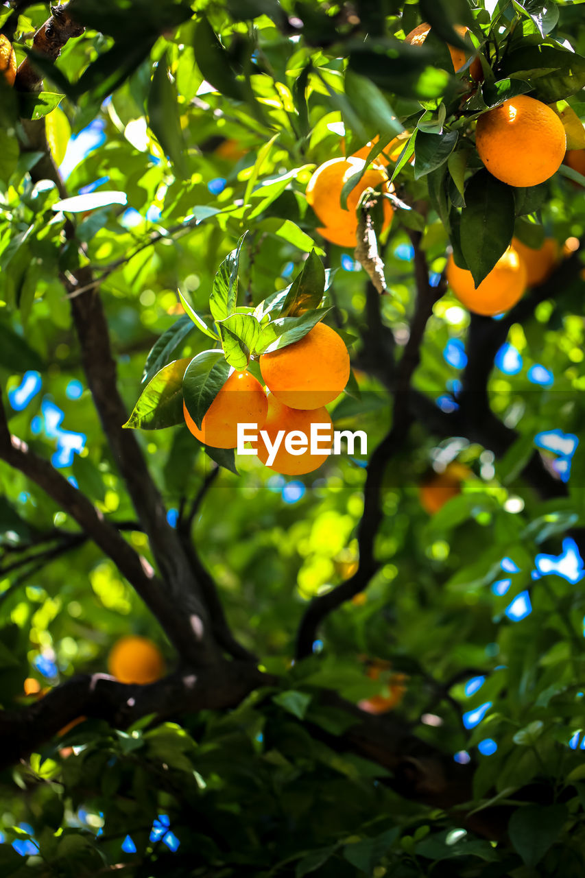 LOW ANGLE VIEW OF ORANGE FLOWERING TREE AGAINST SKY