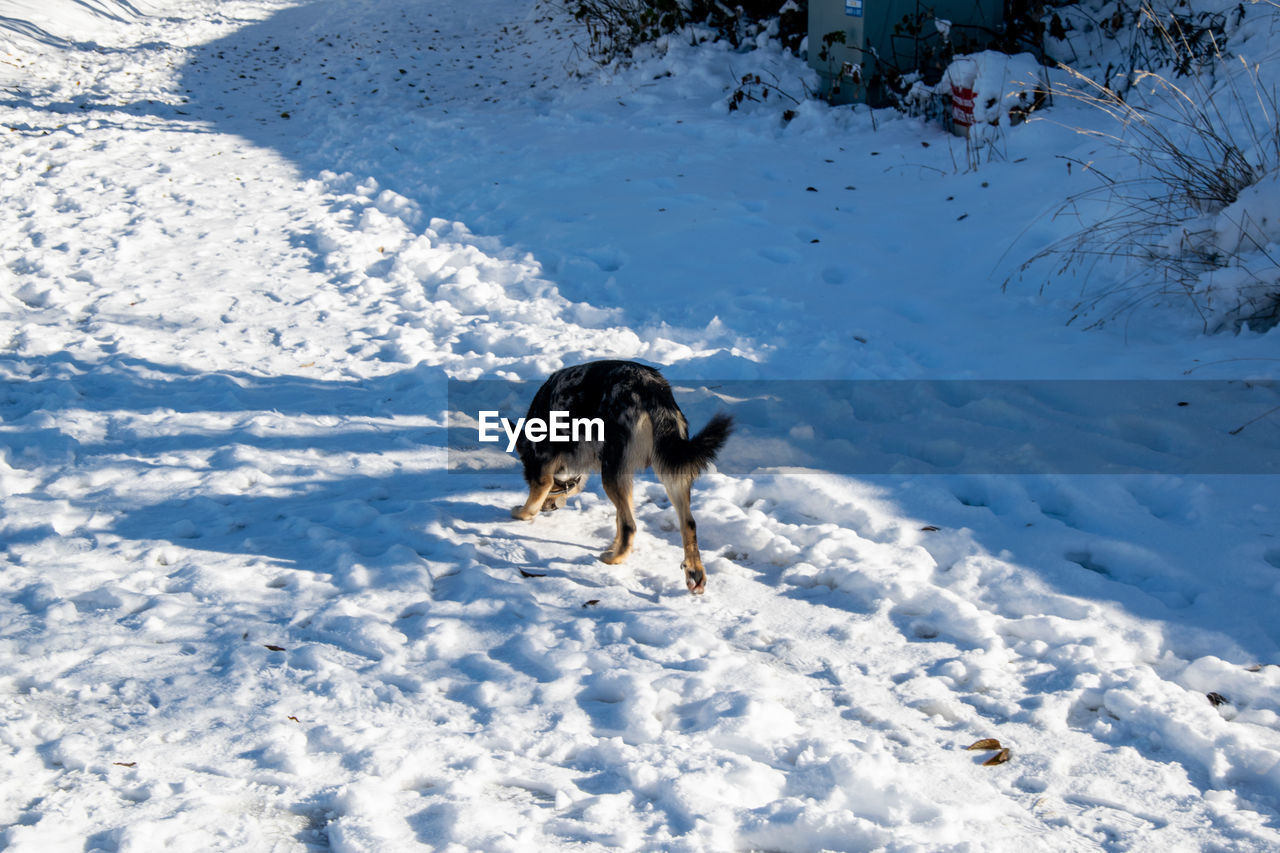 HIGH ANGLE VIEW OF DOG ON SNOW COVERED FIELD