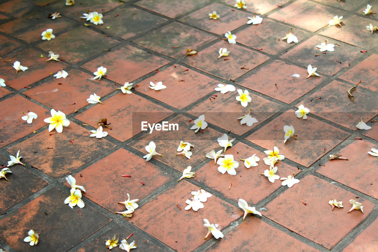 High angle view of flowering falling on footpath