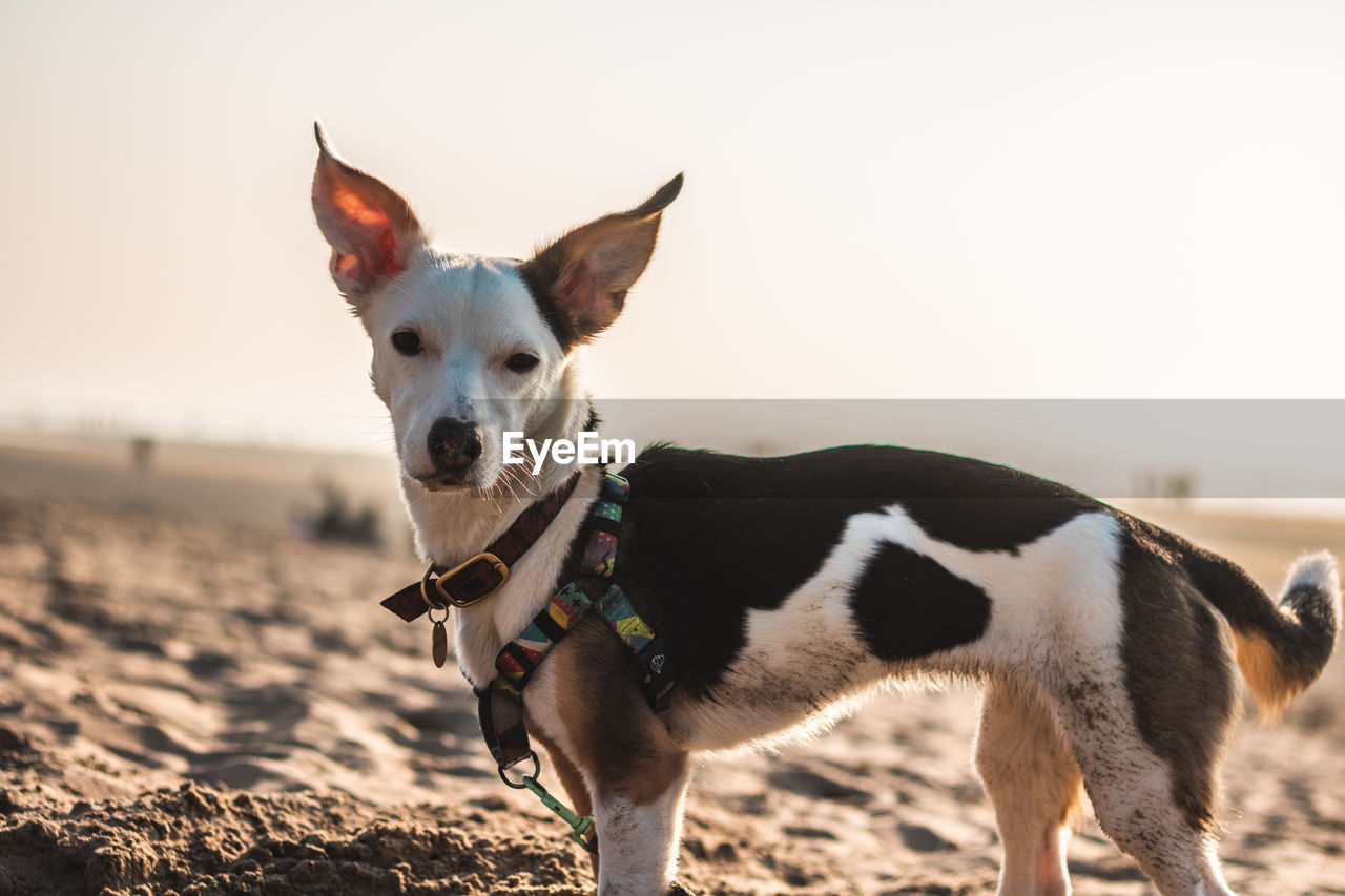 PORTRAIT OF A DOG STANDING ON BEACH