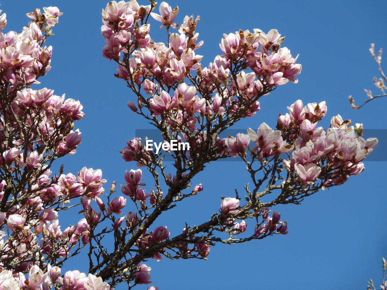 CHERRY BLOSSOMS AGAINST BLUE SKY