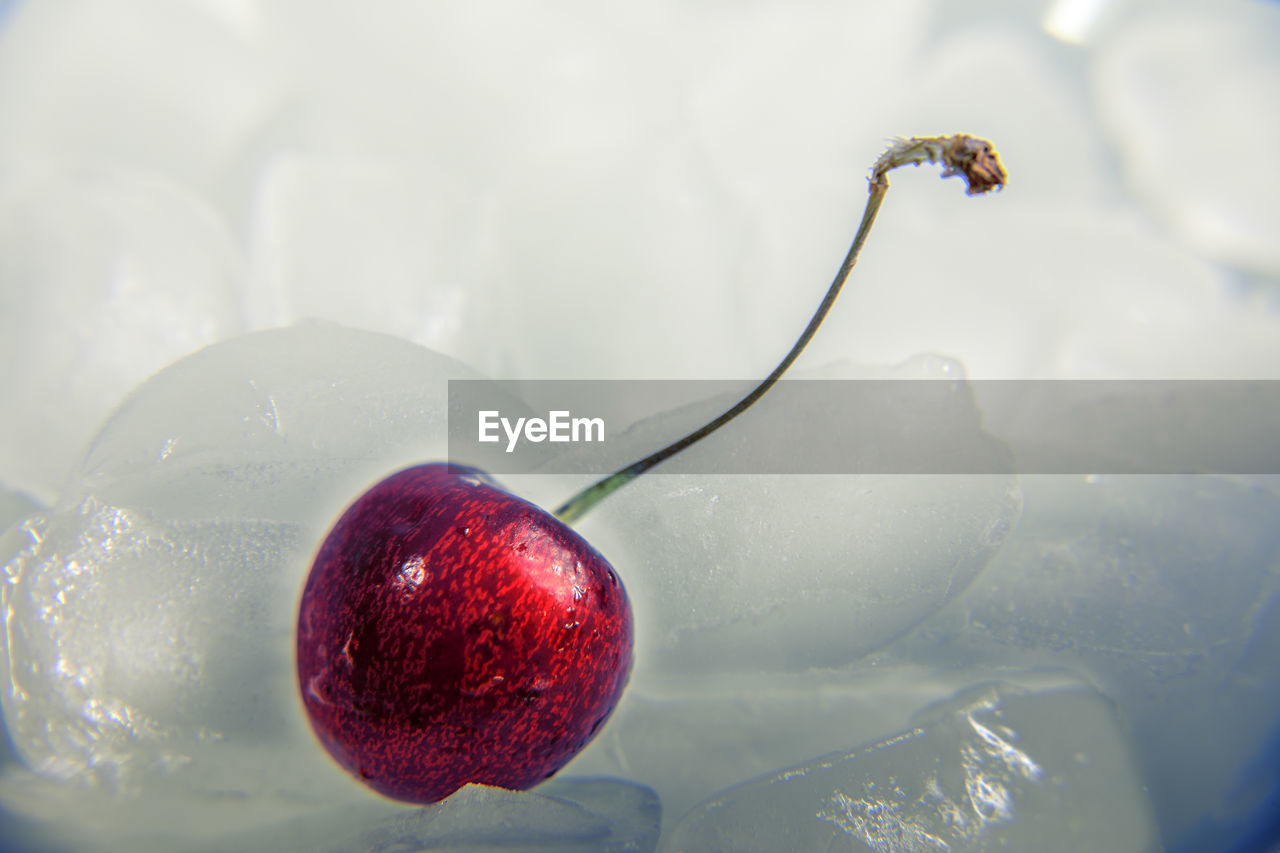 Close-up of cherry on ice