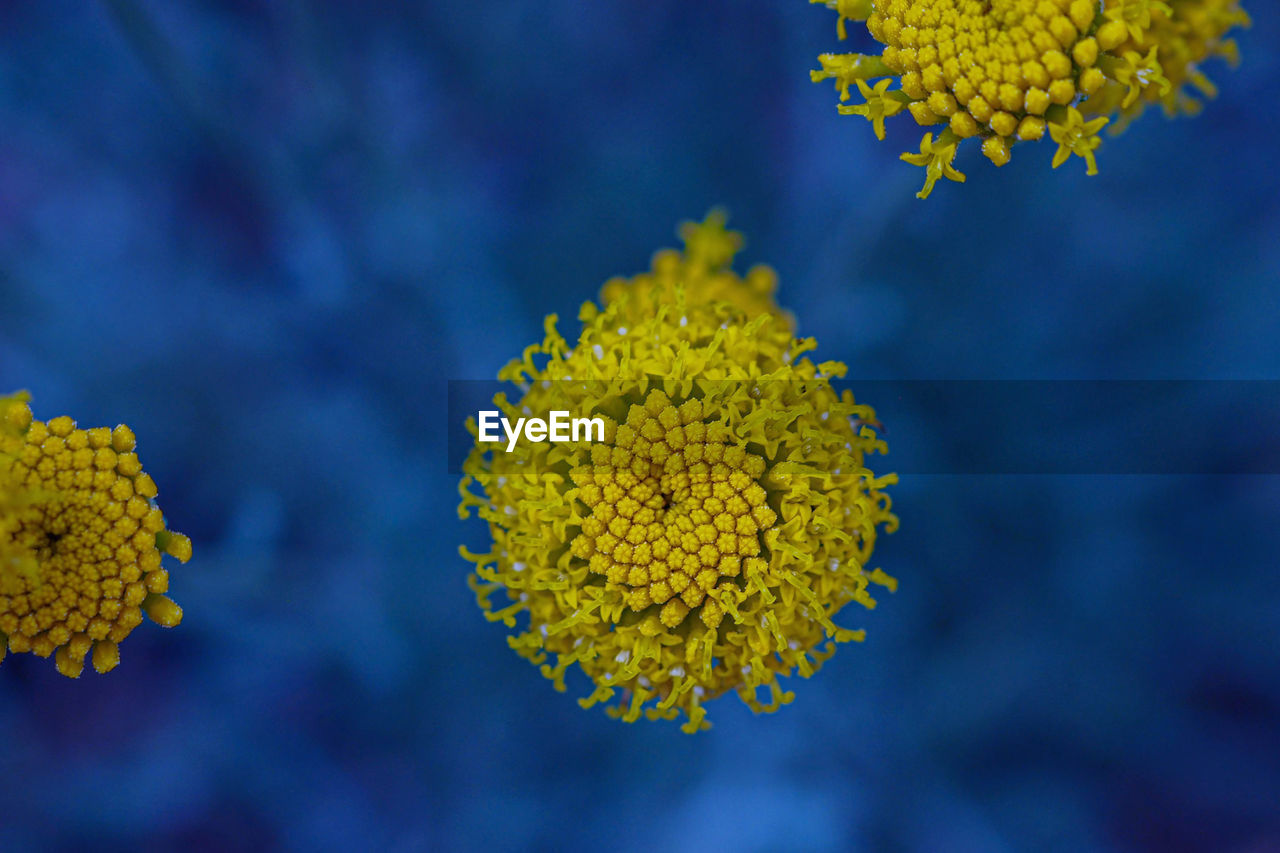 Close-up of yellow flowering plant