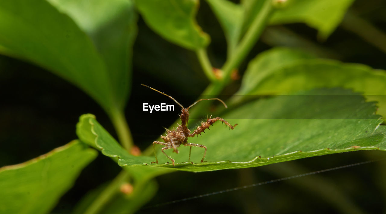 INSECT ON LEAF