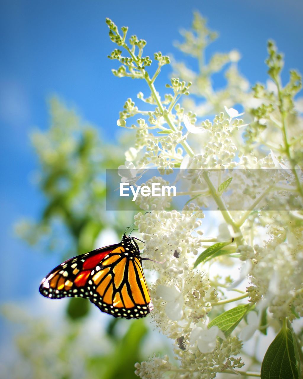 BUTTERFLY POLLINATING FLOWER