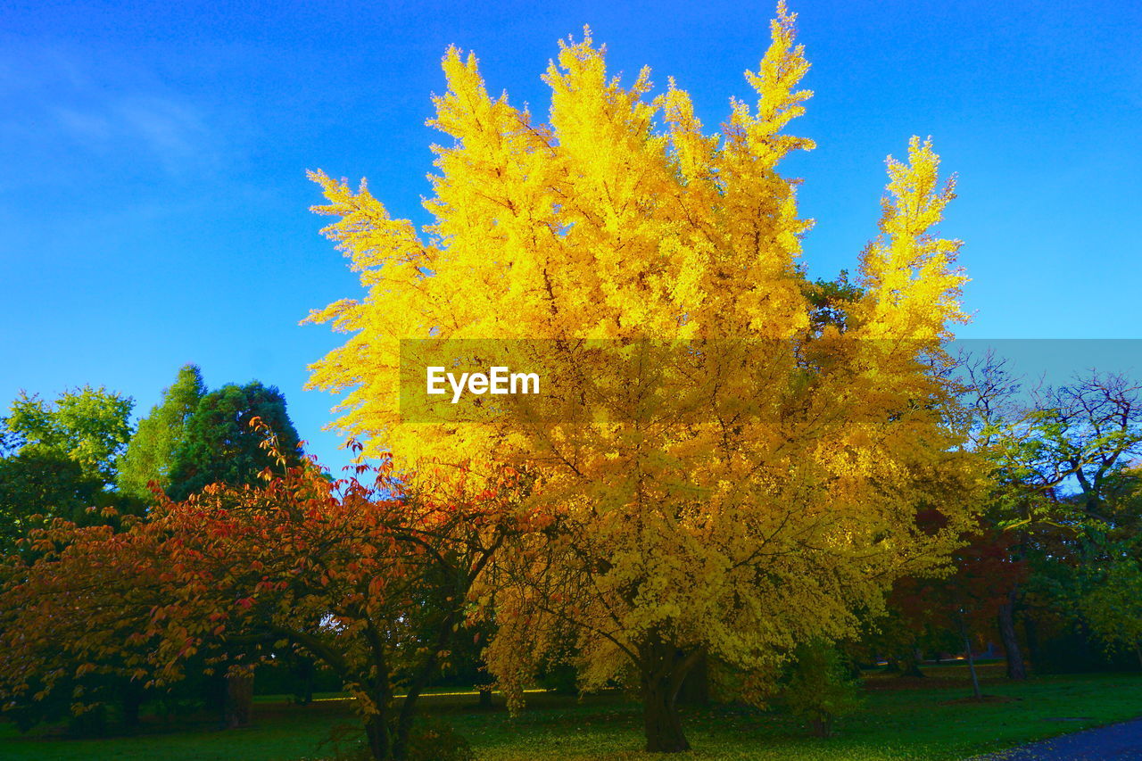 Low angle view of trees against sky during autumn