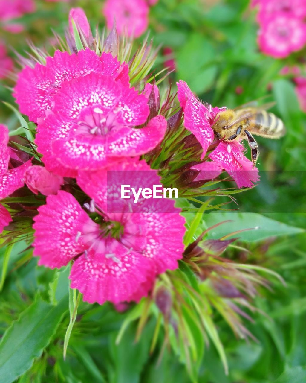 CLOSE-UP OF WET PINK FLOWER