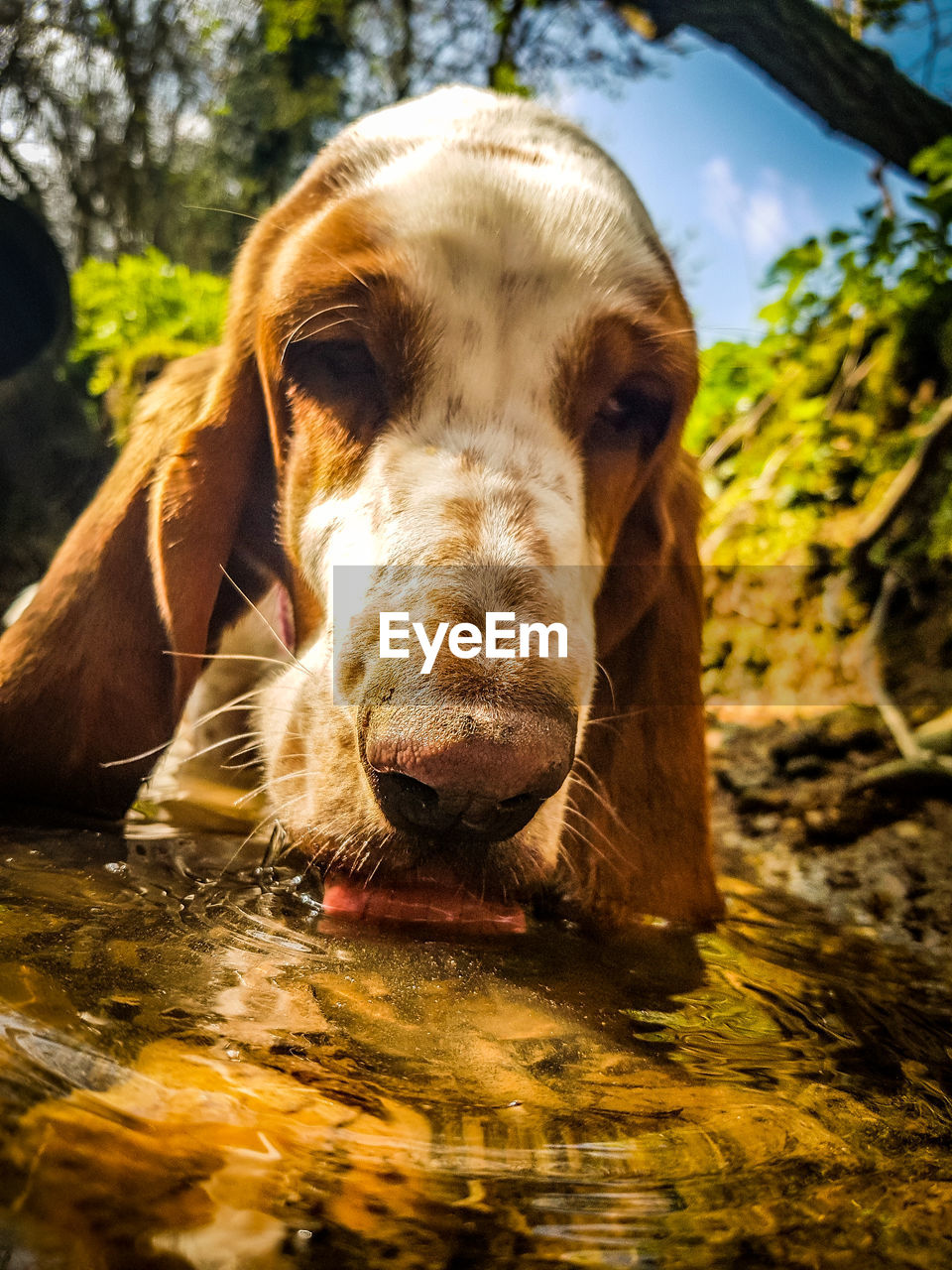 Close-up of dog drinking water