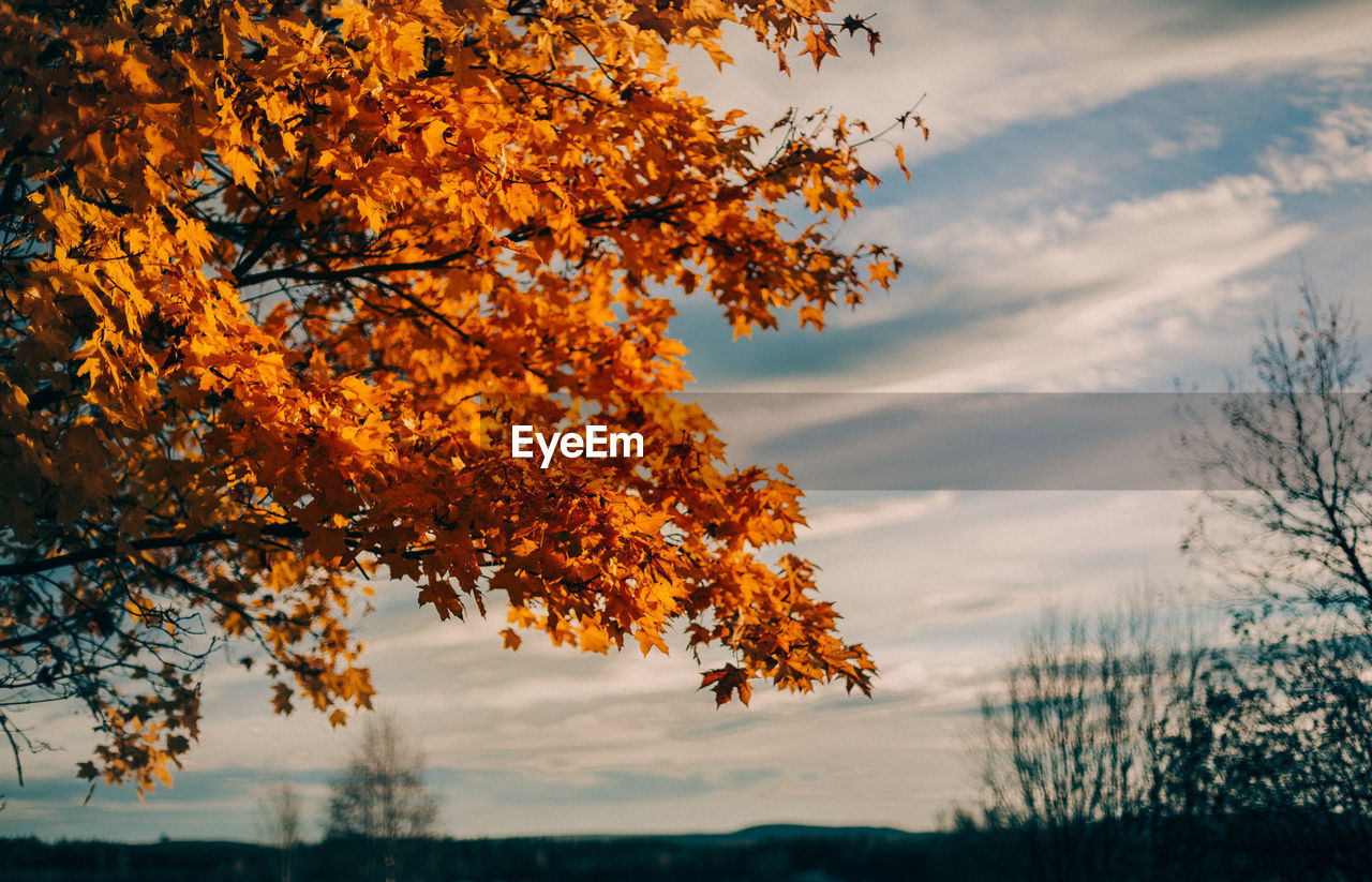 Low angle view of autumnal tree against orange sky