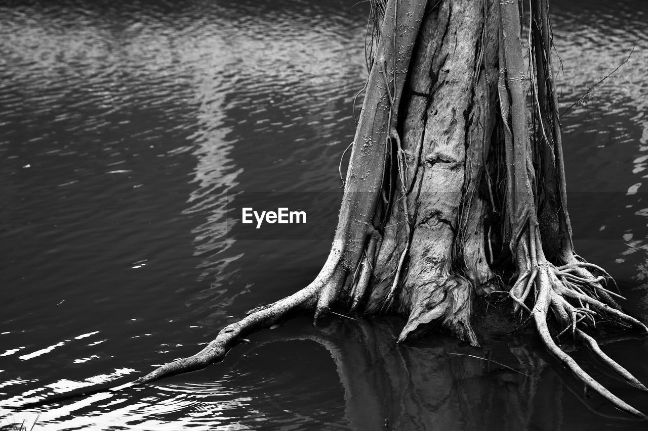 CLOSE-UP OF TREE TRUNK WITH LAKE IN FOREGROUND