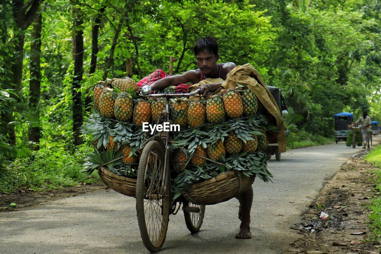 Transporting pineapple by bicycle to the local market