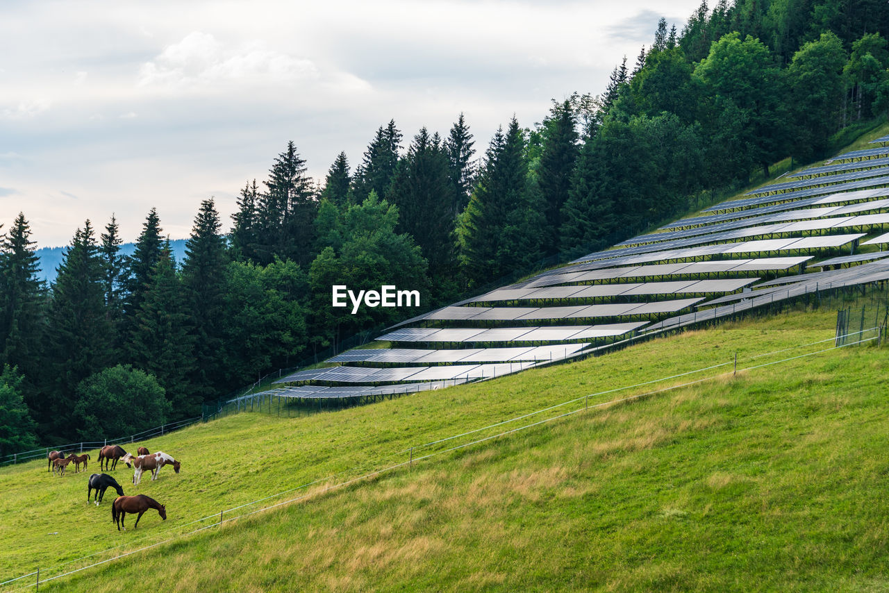 Solar park, alpine meadow, pasture and grazing horses with alpine mountains in the background. 