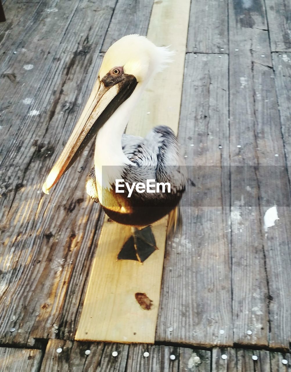 HIGH ANGLE VIEW OF BIRD ON BOARDWALK AT SHORE