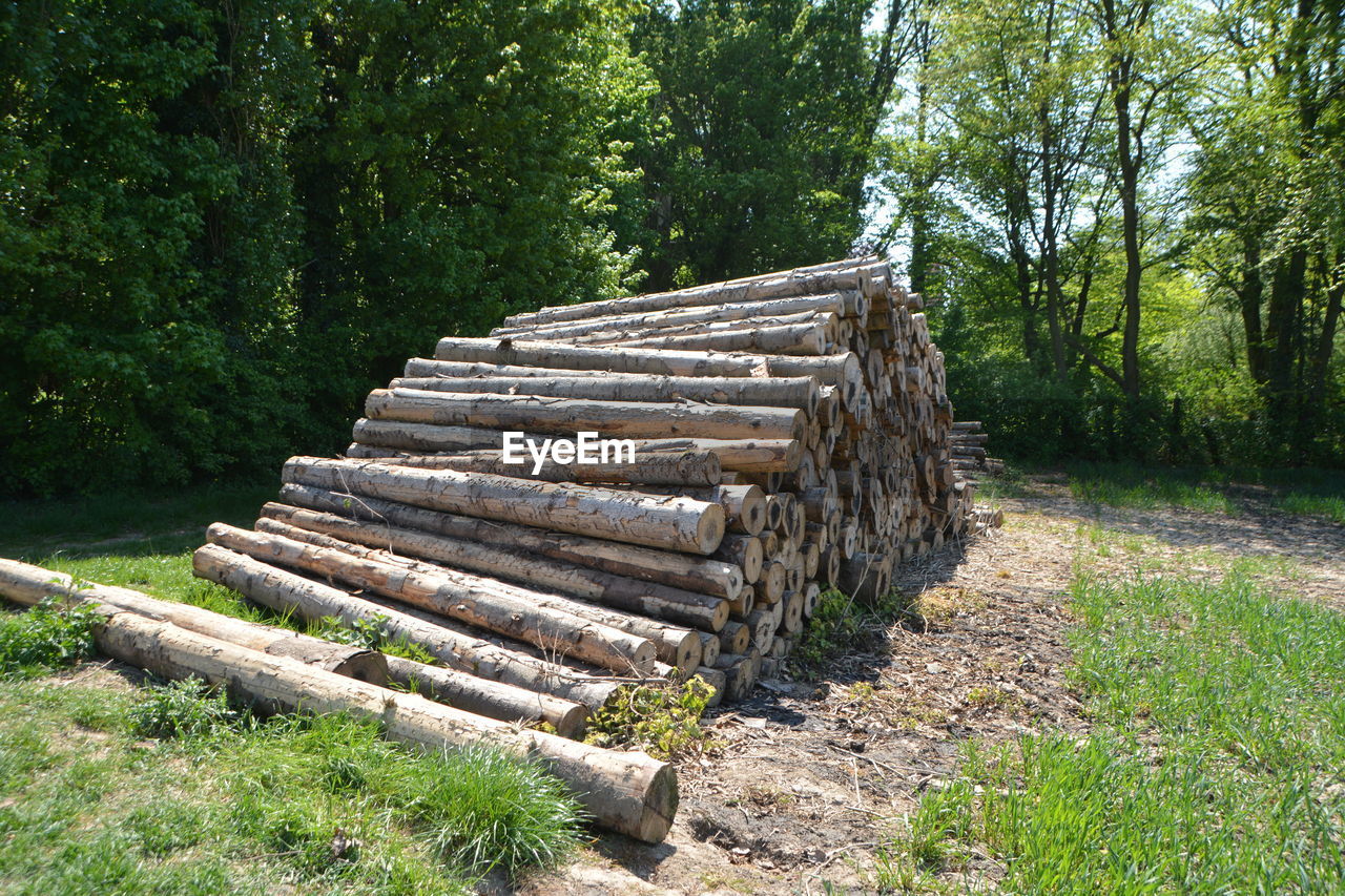 STACK OF FIREWOOD IN FOREST