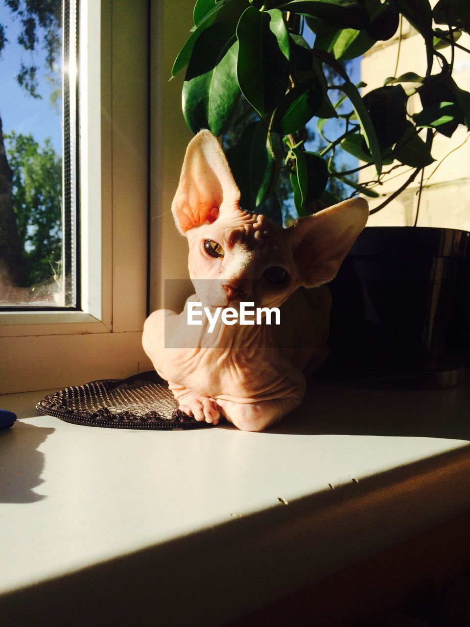 Cat sitting on window at home