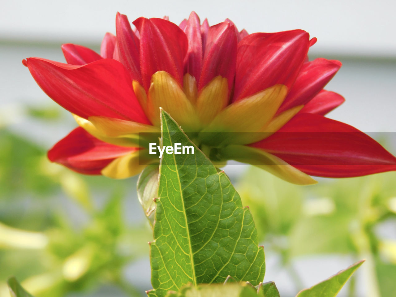 CLOSE-UP OF RED ROSE PLANT