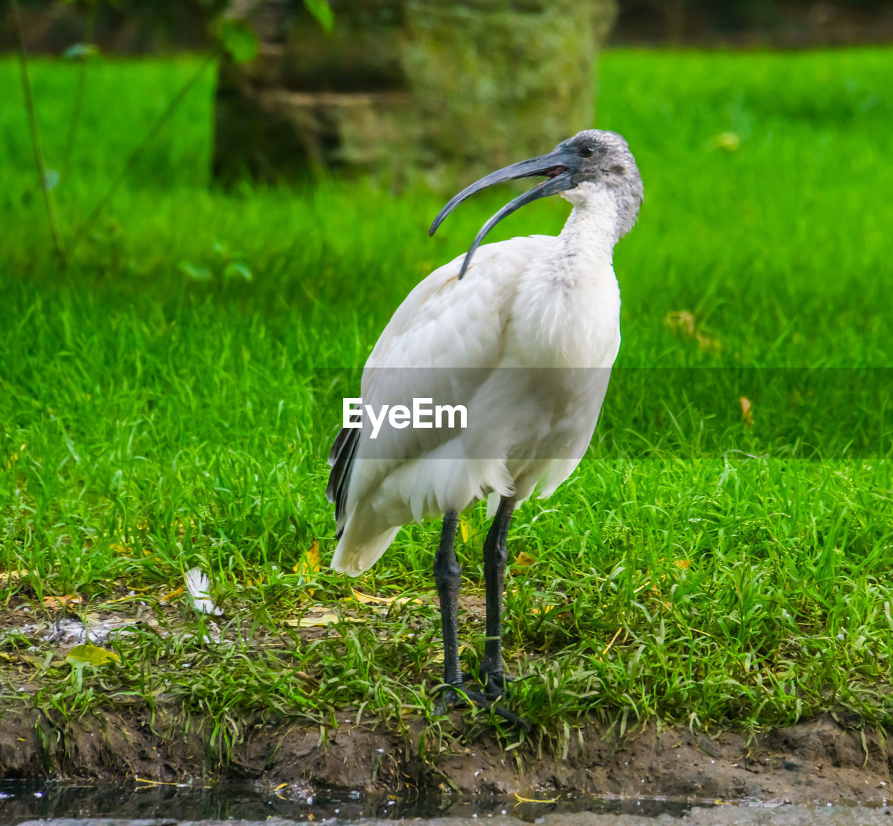 Ibis perching on field