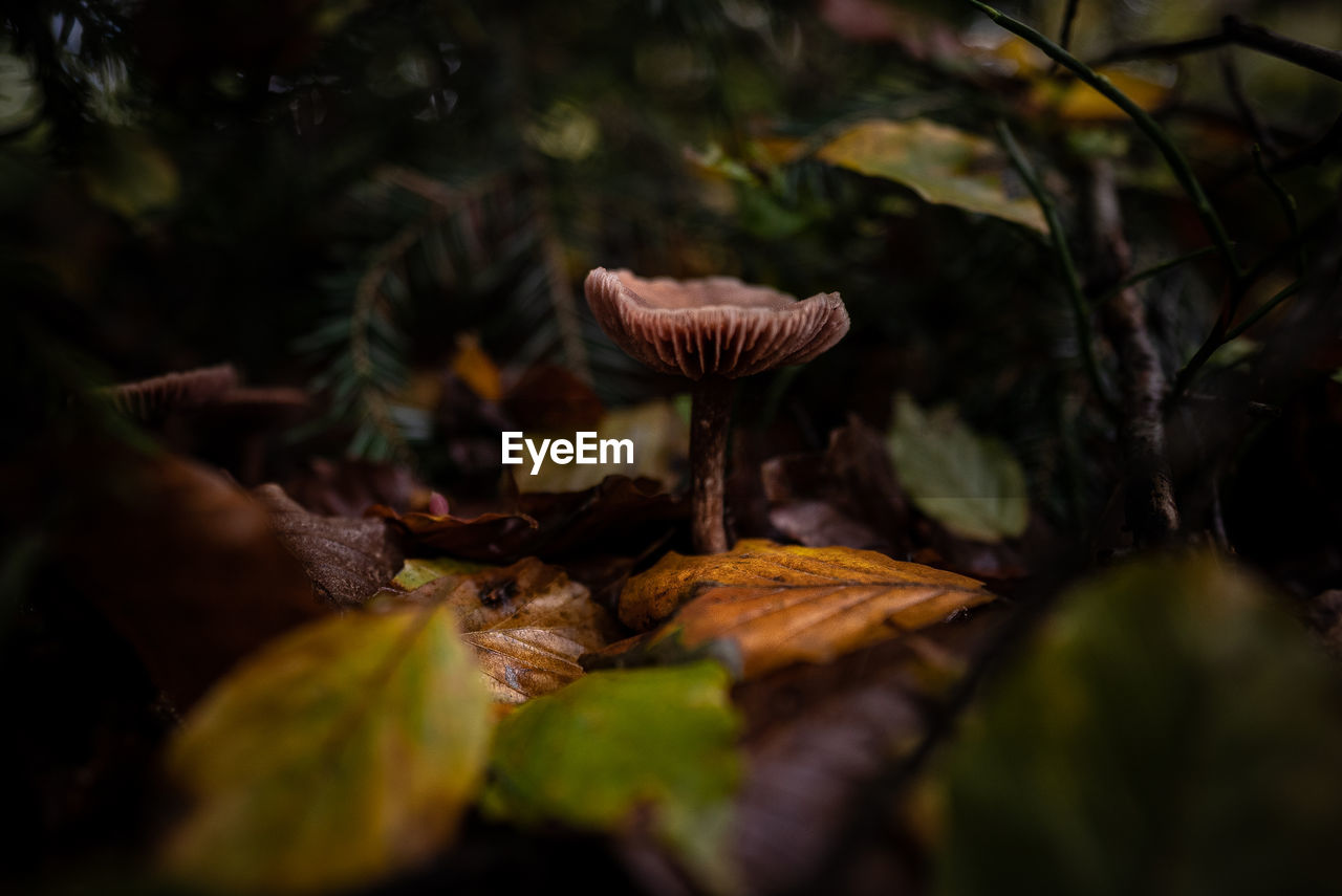close-up of mushroom growing on tree
