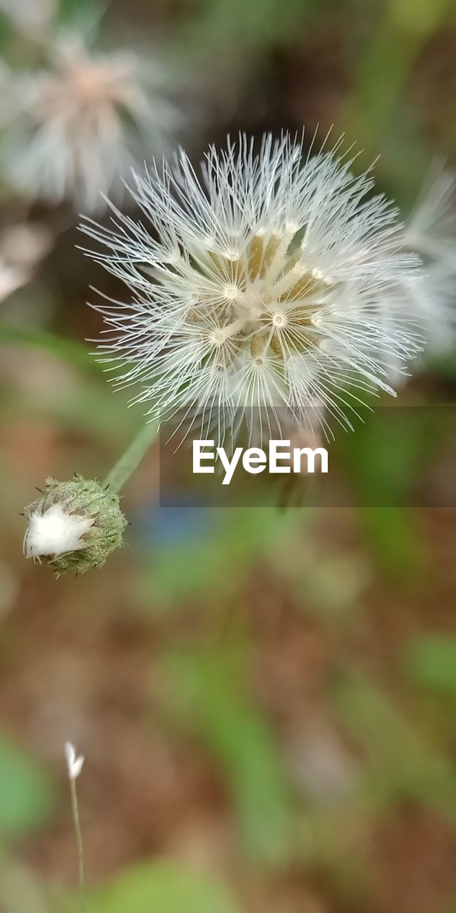 Close-up of dandelion growing outdoors