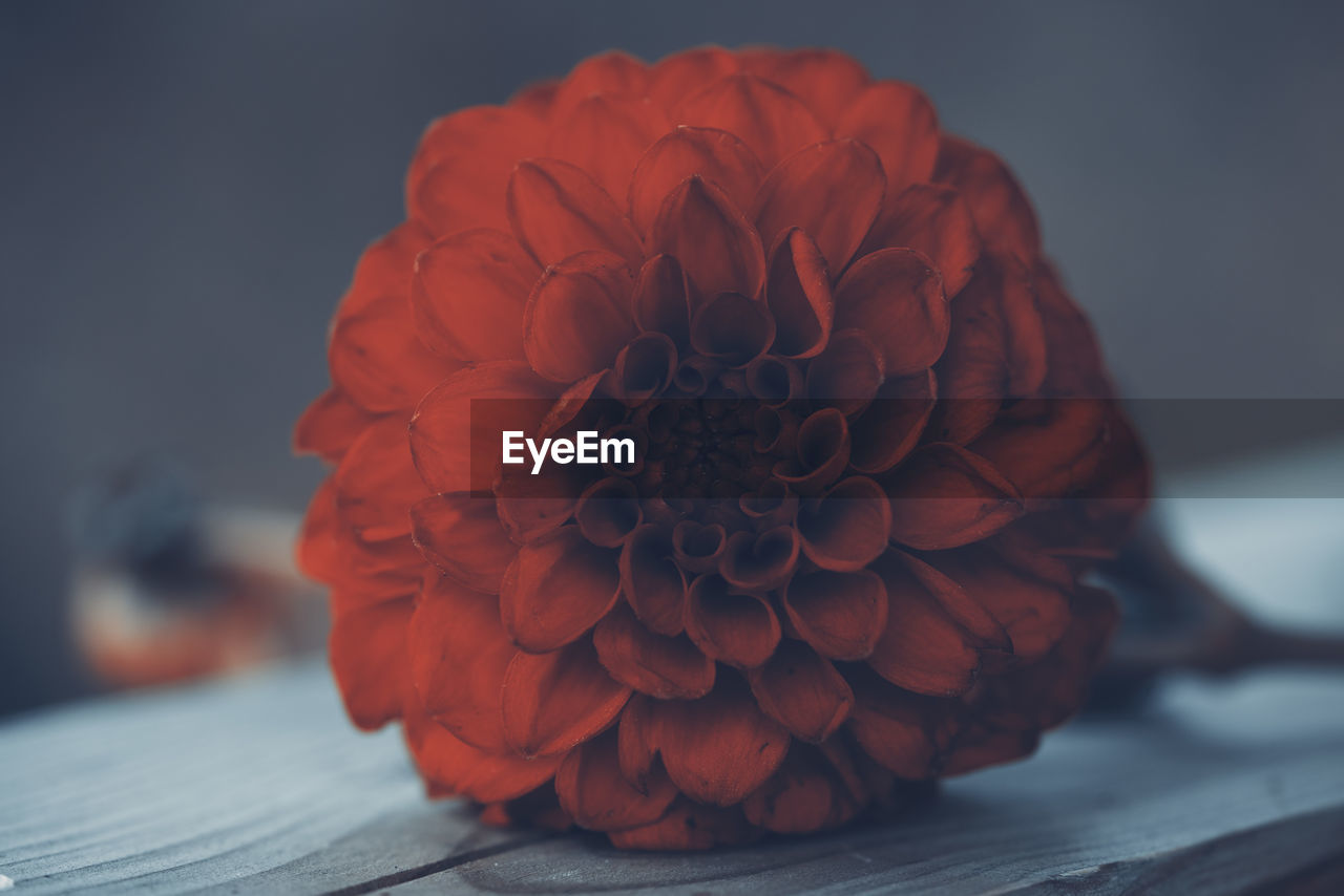 CLOSE-UP OF RED AND WHITE ROSE ON TABLE