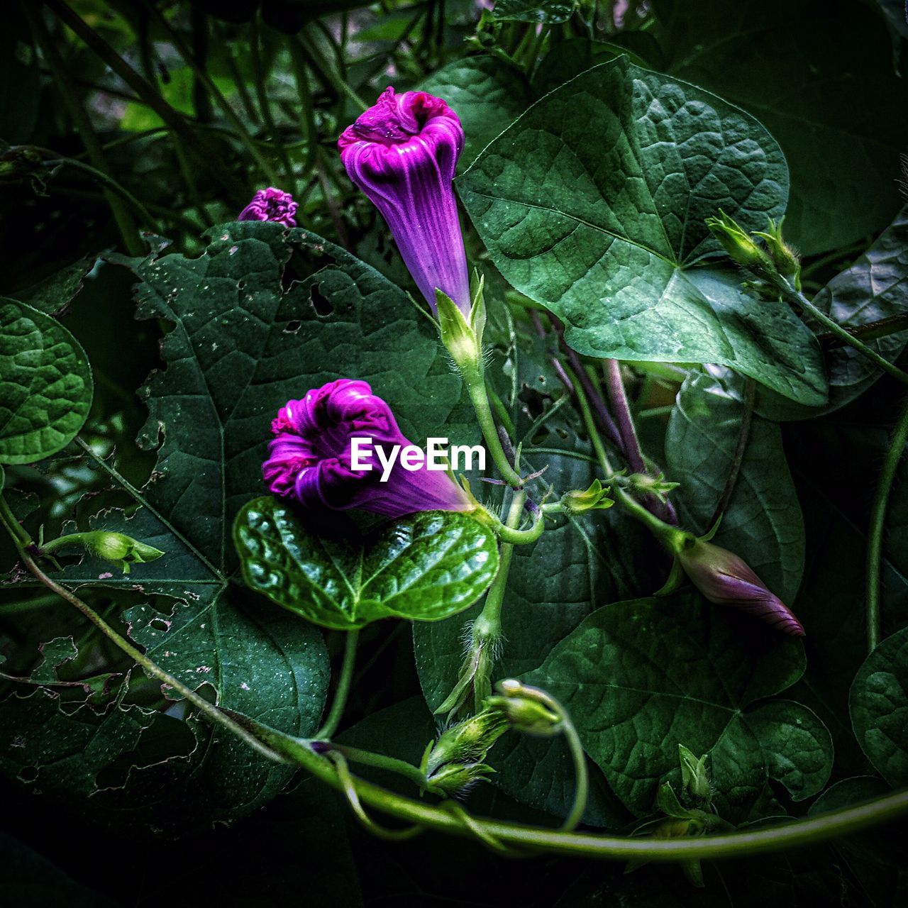 CLOSE-UP OF PURPLE FLOWERS IN GARDEN