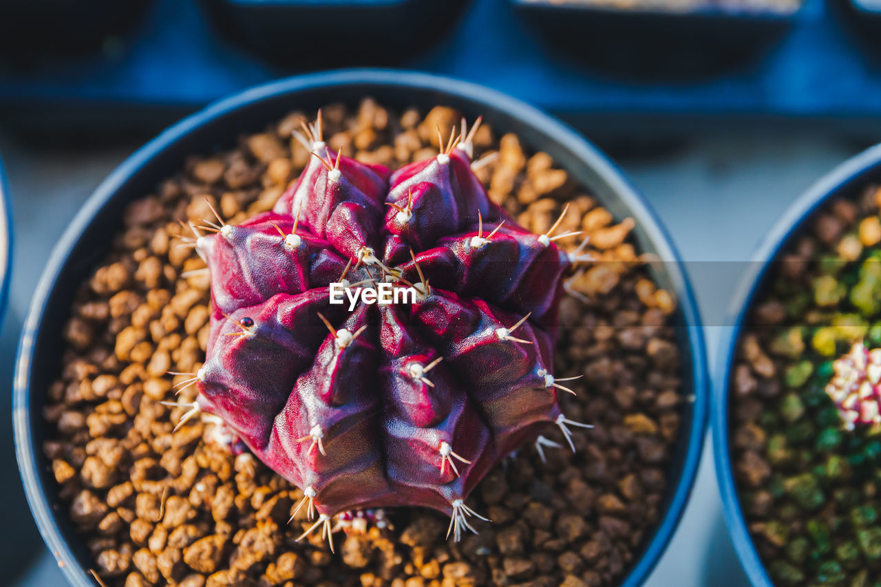 food and drink, food, plant, freshness, no people, flower, healthy eating, nature, close-up, wellbeing, produce, fruit, bowl, high angle view, spice, indoors, directly above, abundance, container