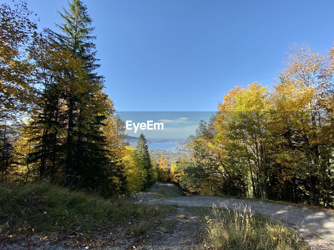 ROAD AMIDST TREES AGAINST SKY