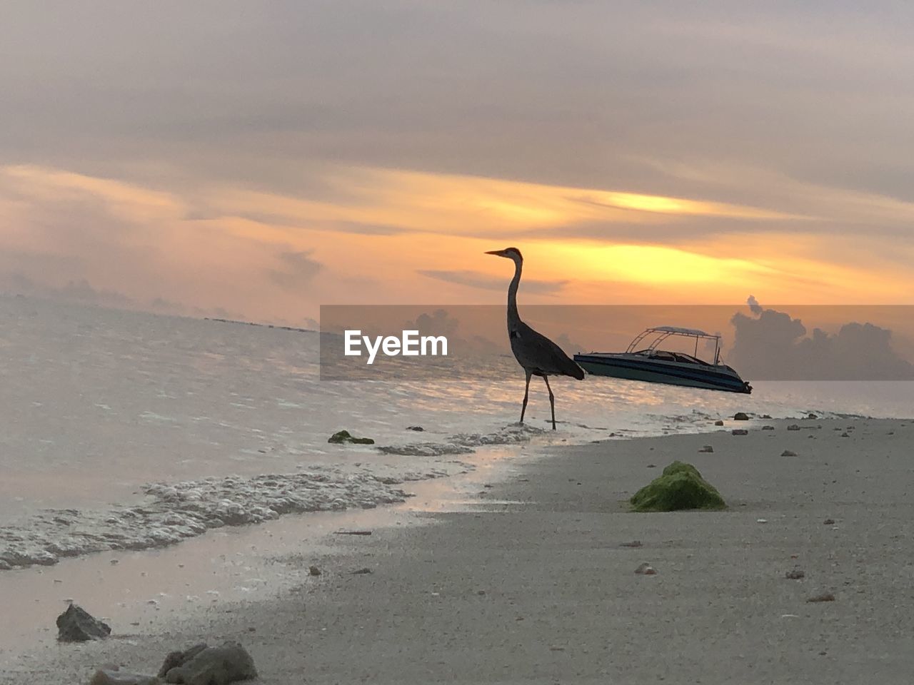 BIRD ON BEACH AGAINST SKY