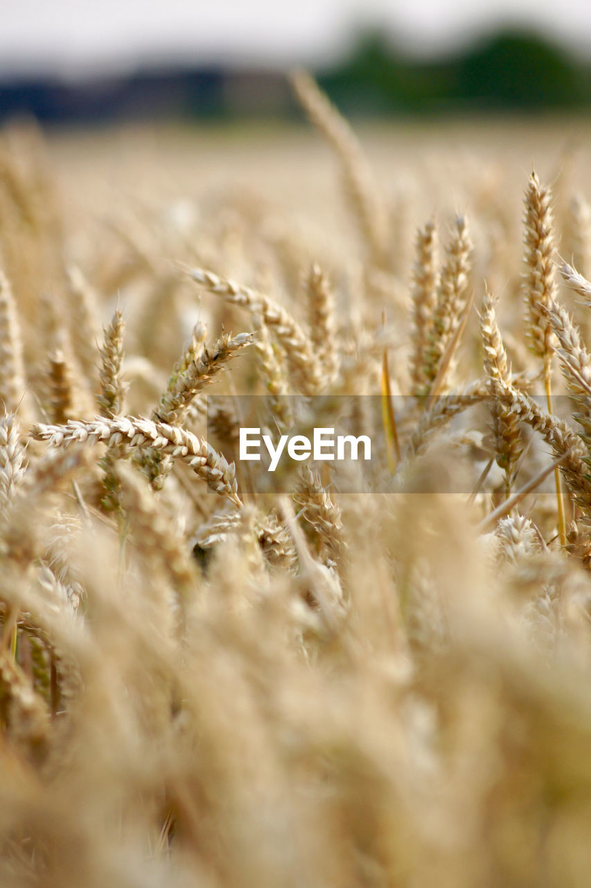 CLOSE-UP OF WHEAT FIELD