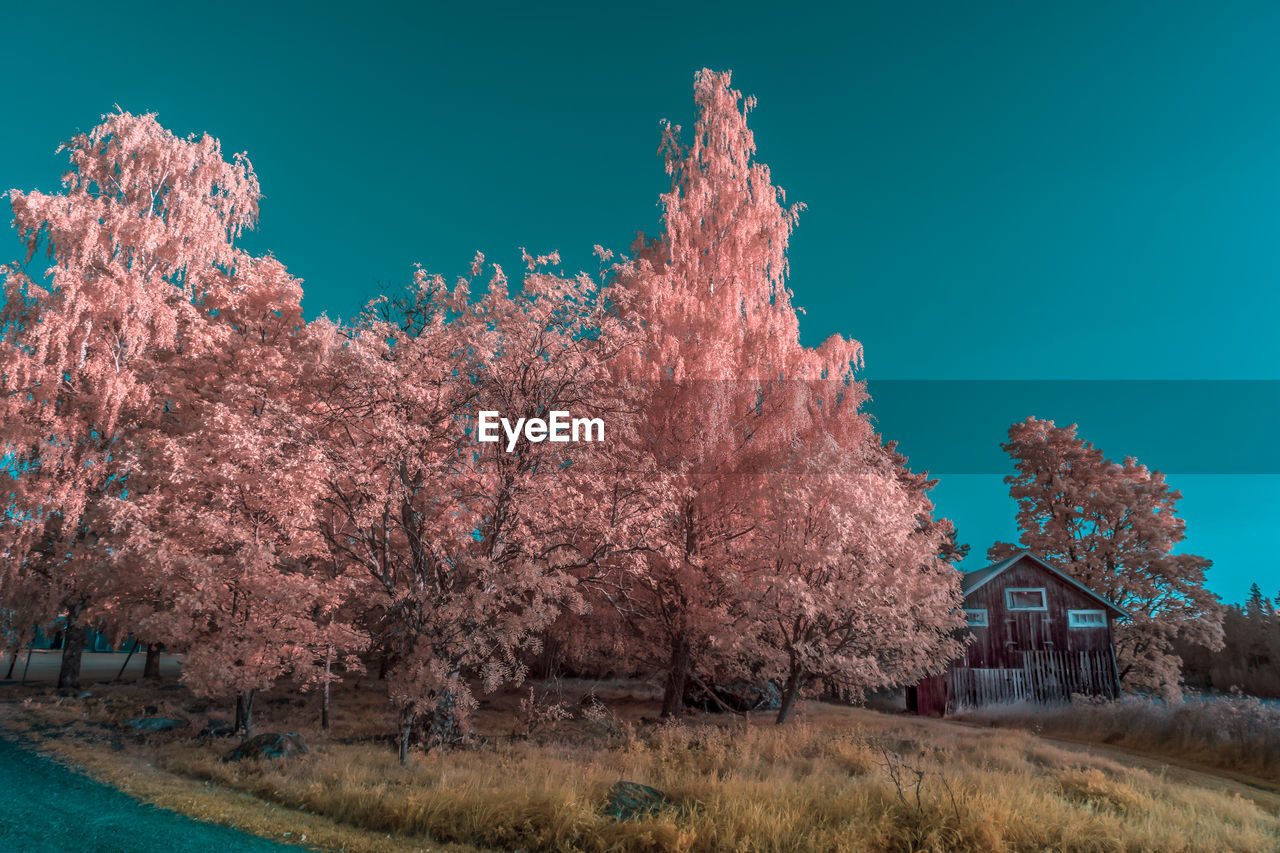 VIEW OF CHERRY BLOSSOM TREES ON FIELD