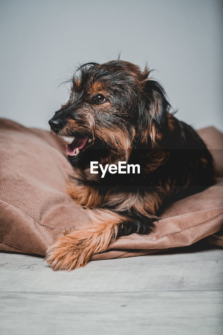 portrait of dog sitting on bed at home