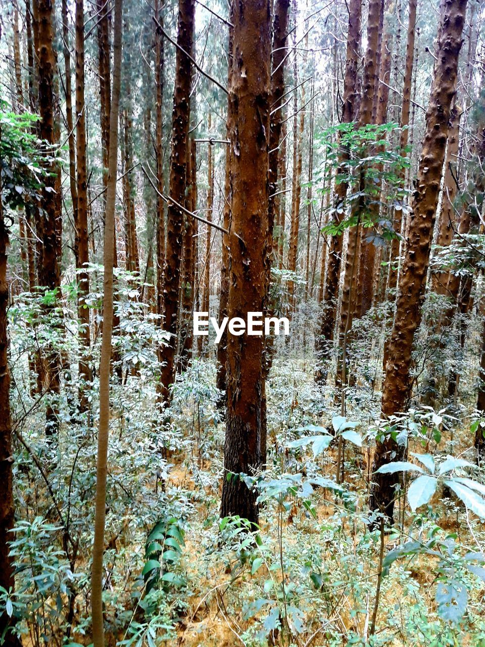 PLANTS GROWING ON LAND