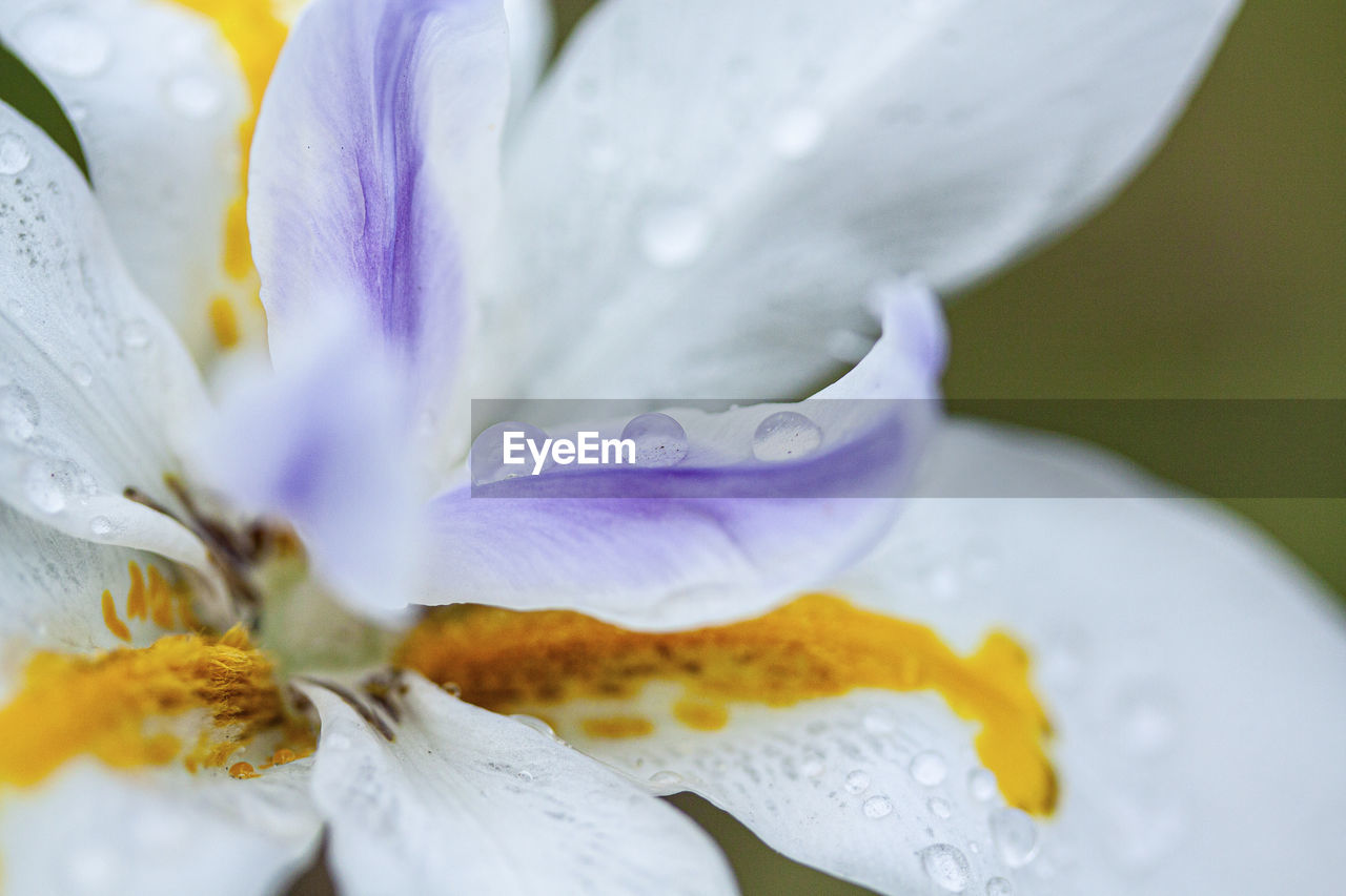 Close-up of wet white flowering plant