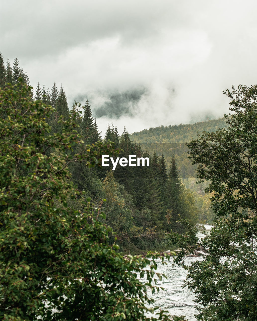 Scenic view of forest against sky