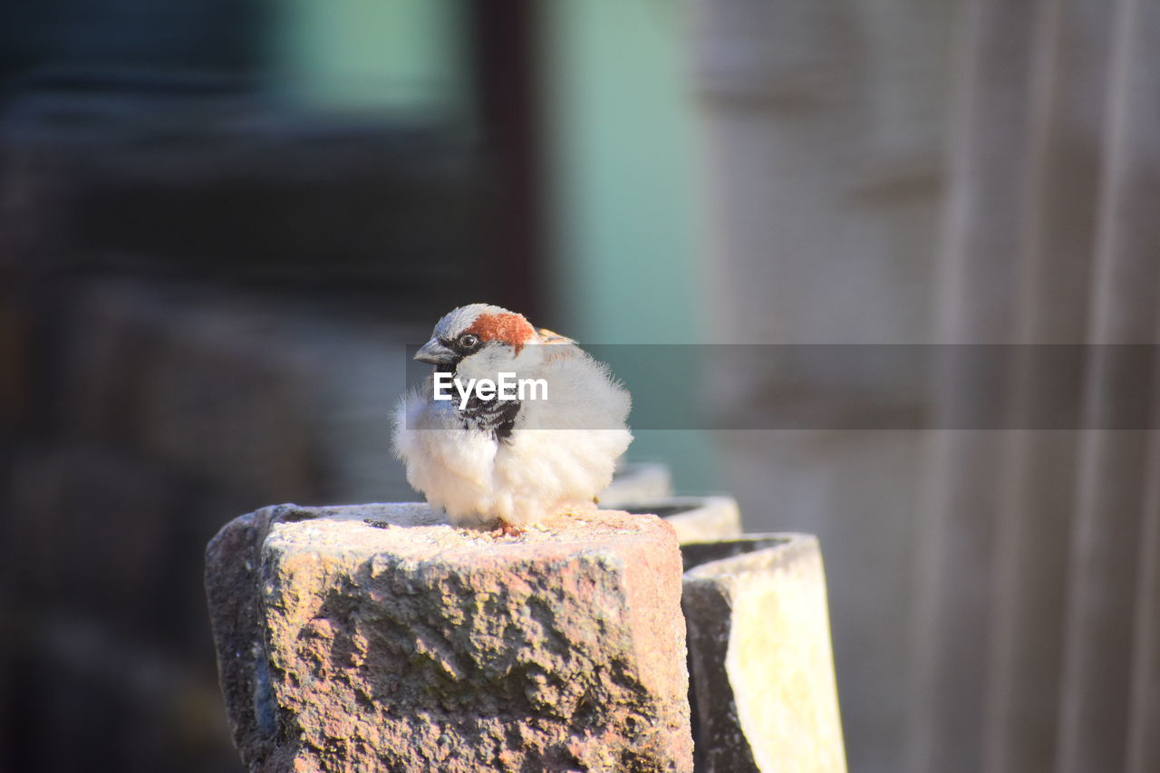 Close-up of bird perching on wood