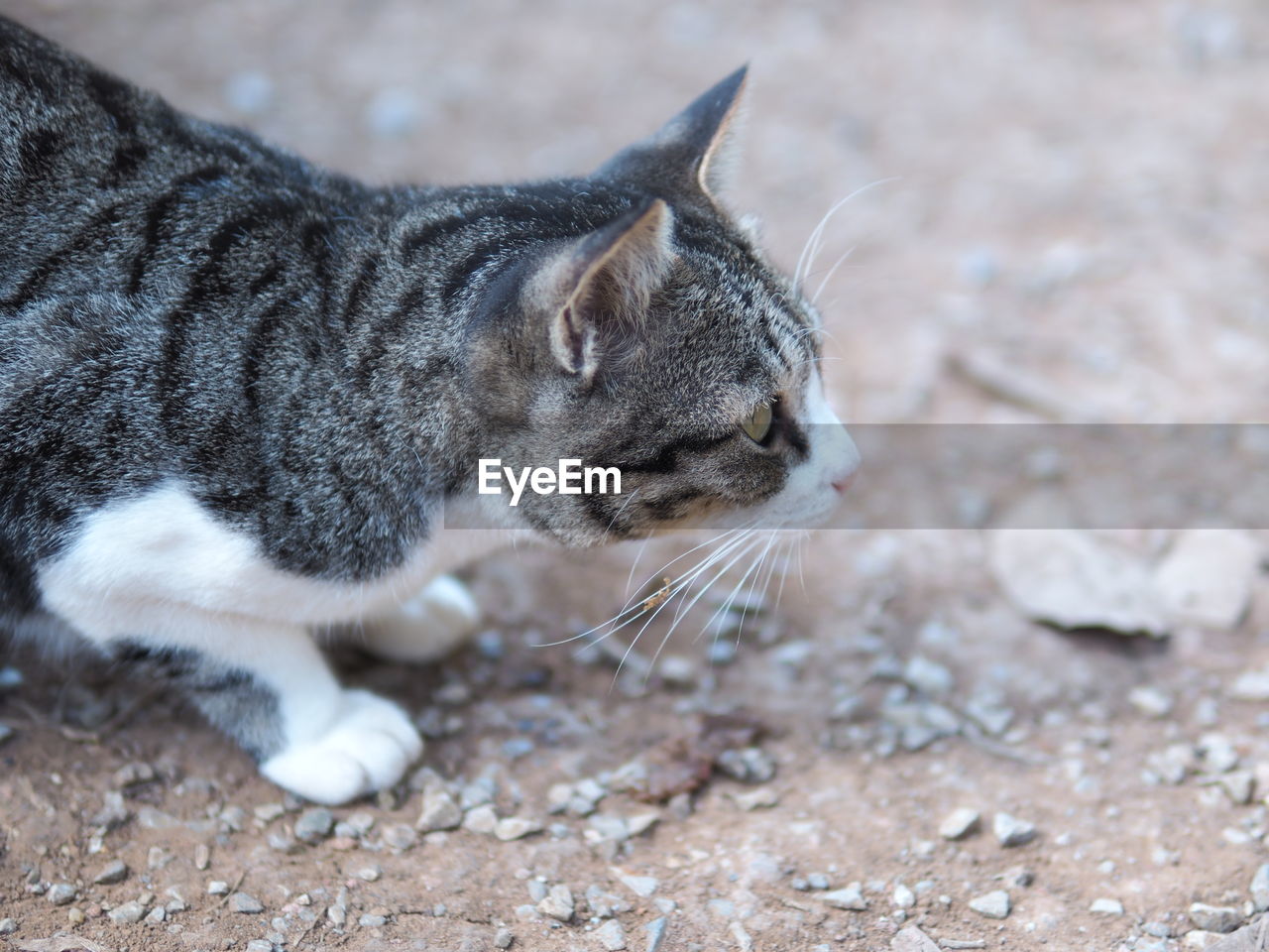 CLOSE-UP OF A CAT LYING ON A FIELD