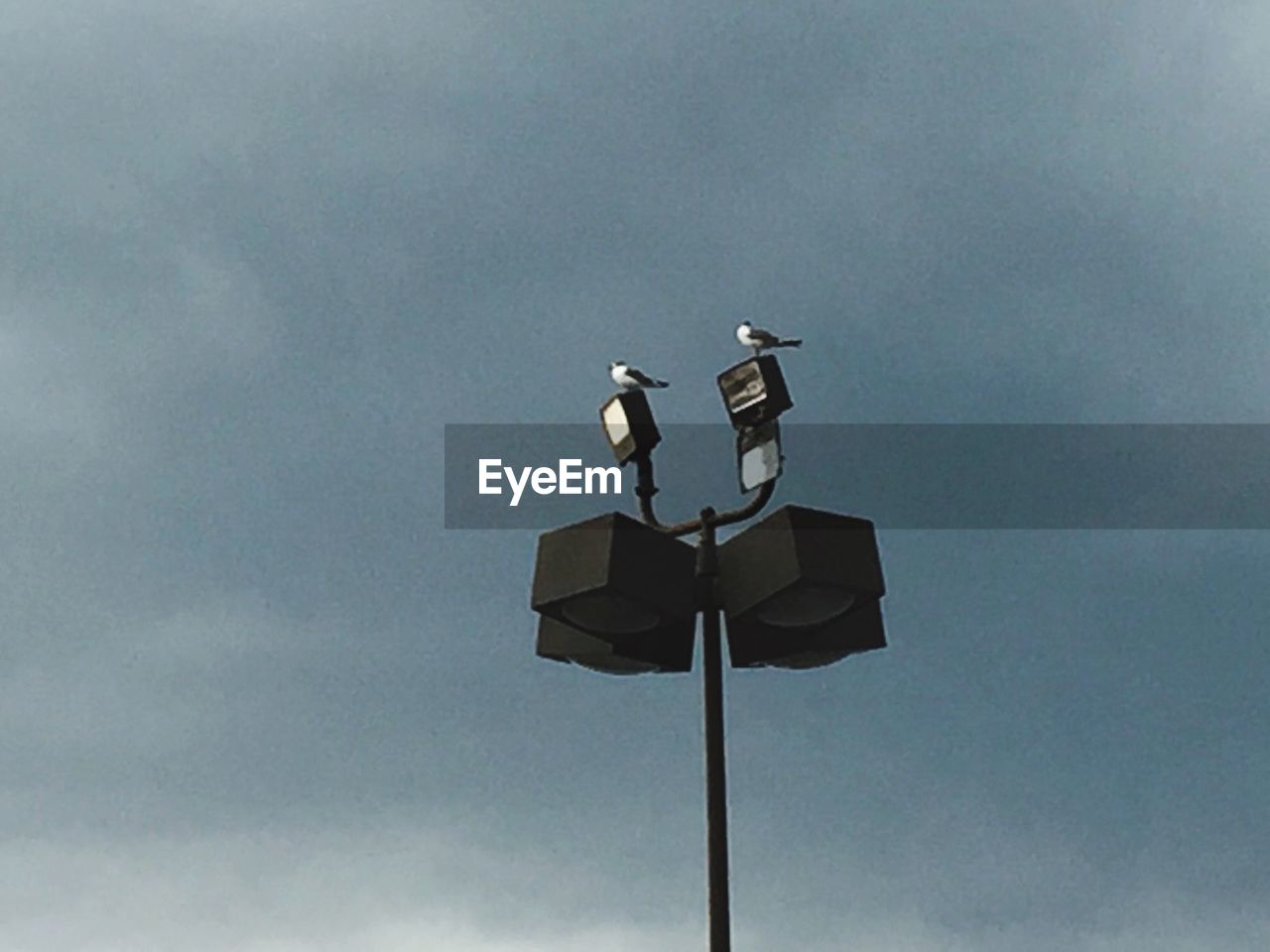 LOW ANGLE VIEW OF BIRDS PERCHING ON POLE AGAINST SKY