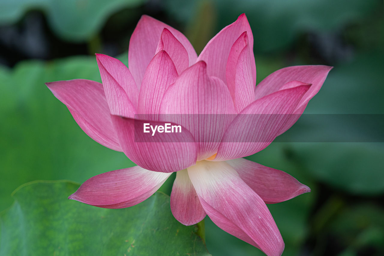 flower, flowering plant, plant, pink, aquatic plant, beauty in nature, water lily, freshness, proteales, leaf, plant part, lotus water lily, petal, pond, nature, close-up, water, lily, inflorescence, flower head, macro photography, no people, green, fragility, tropical climate, outdoors, focus on foreground, social issues, blossom, environment, magenta, springtime, growth