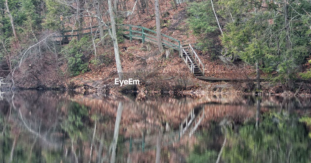 Boardwalk by lake in forest