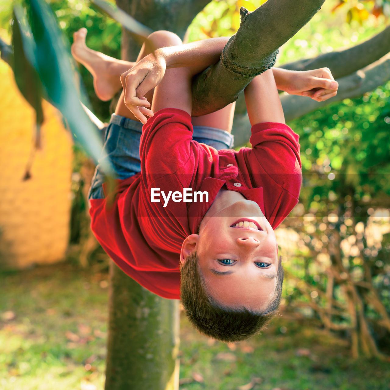 Boy hanging from tree