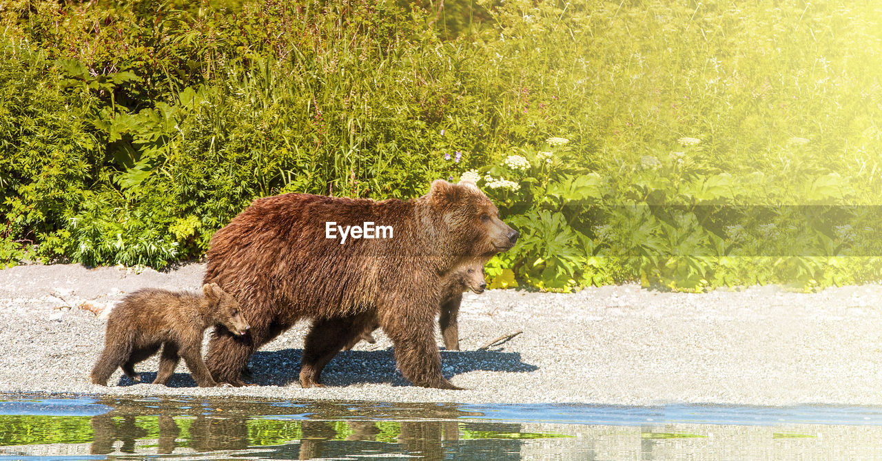 animal themes, animal, animal wildlife, mammal, wildlife, brown bear, bear, grizzly bear, water, nature, one animal, no people, river, day, plant, outdoors, side view, brown, carnivore, standing, walking, full length, young animal, beauty in nature, sunlight