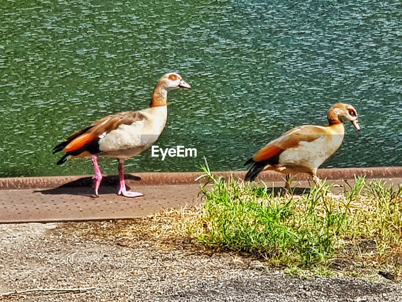 DUCKS ON LAKE